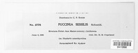 Puccinia sessilis image